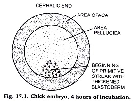 Chick Embryo Development Chart