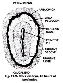 Chick Embryo Development Chart