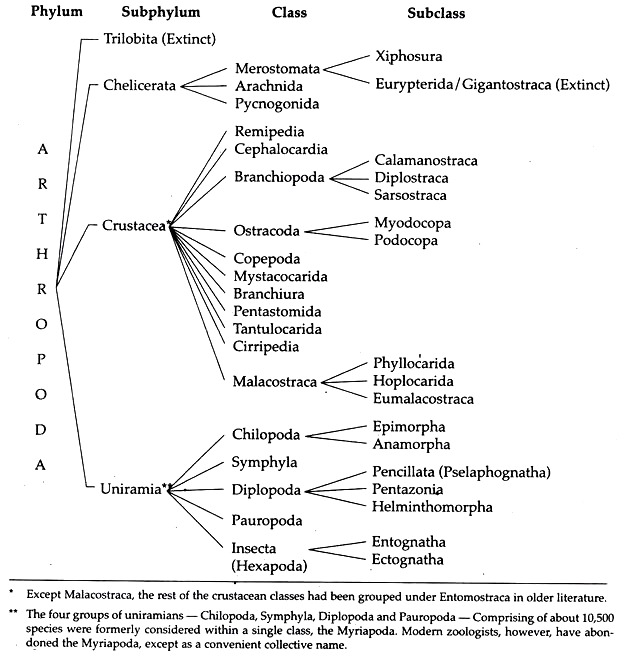 Phylum Arthropoda Characteristics Chart