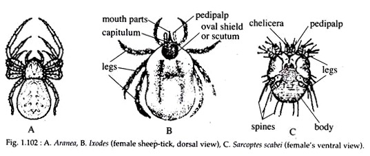 Phylum Arthropoda Characteristics Chart