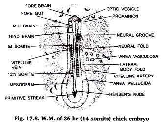 Chick Embryo Development Chart