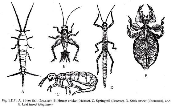 Phylum Arthropoda Characteristics Chart