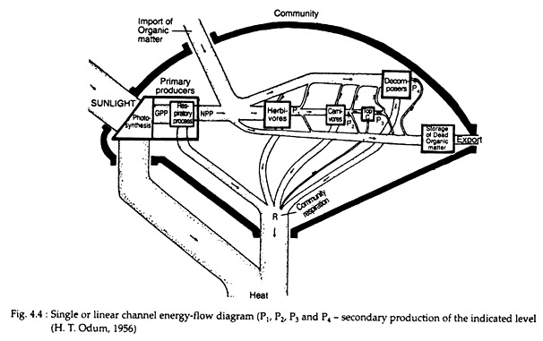 Energy Flow Chart In An Ecosystem