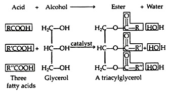 Classification Of Lipids Chart