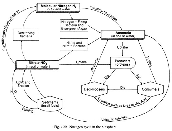 Nitrogen Cycle Steps Chart