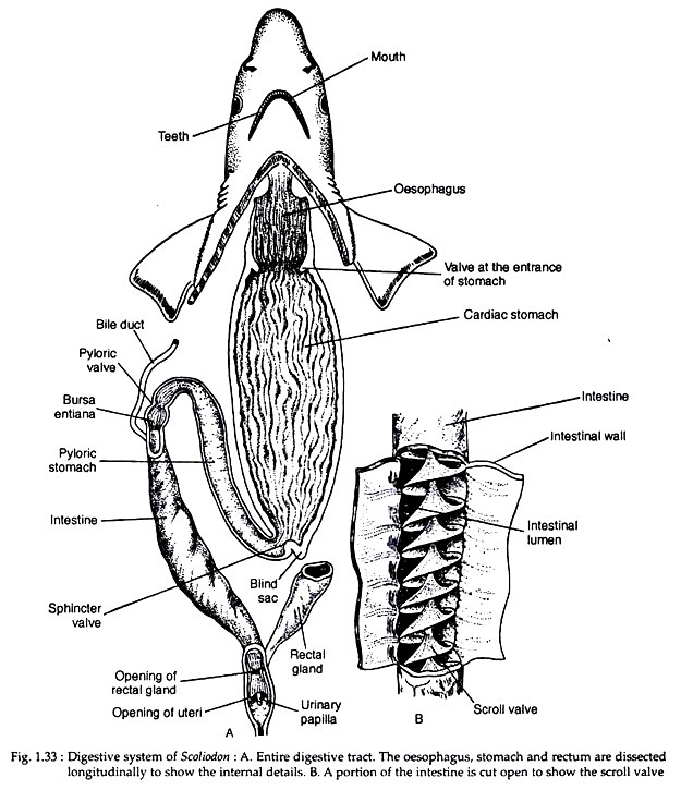 Shark Digestion Flow Chart