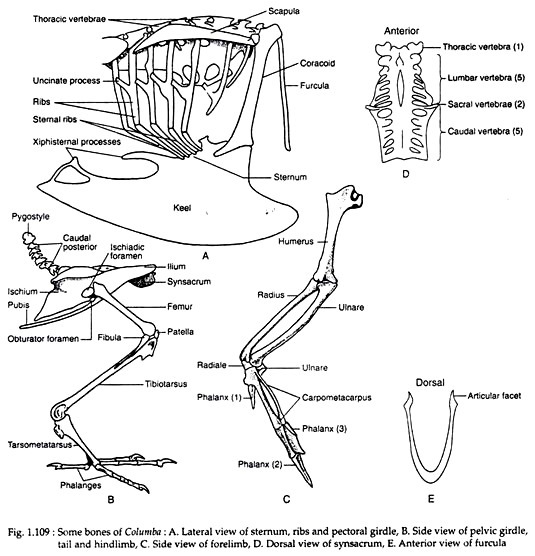 External Structures of Pigeon (With Diagram)