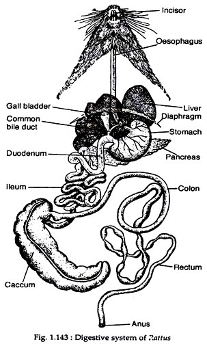 Digestive System of Rattus Norvegicus (With Diagram) | Zoology