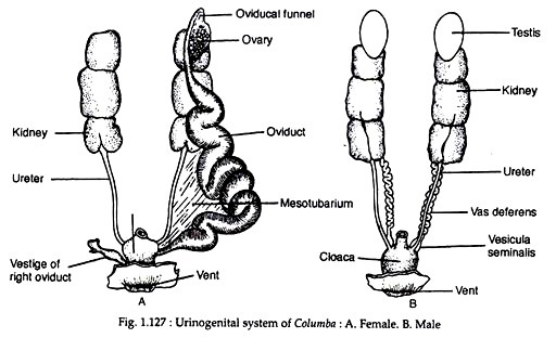 Hermaphadite sex organ pic