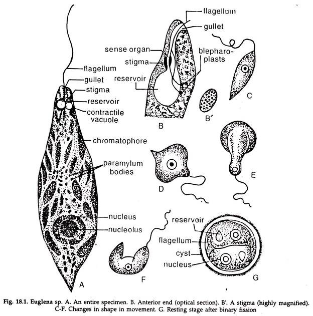 Euglena Classification Chart