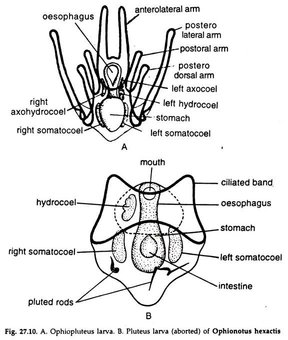 Echinodermata Classification Chart