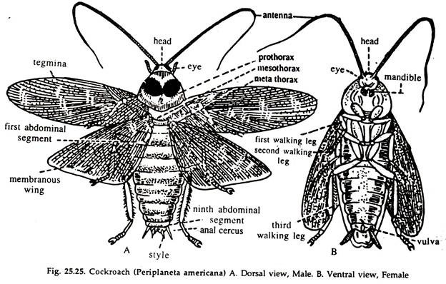 Essay on Cockroach: Digestive System and Respiratory System
