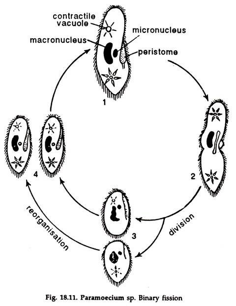 paramecium caudatum reproduction