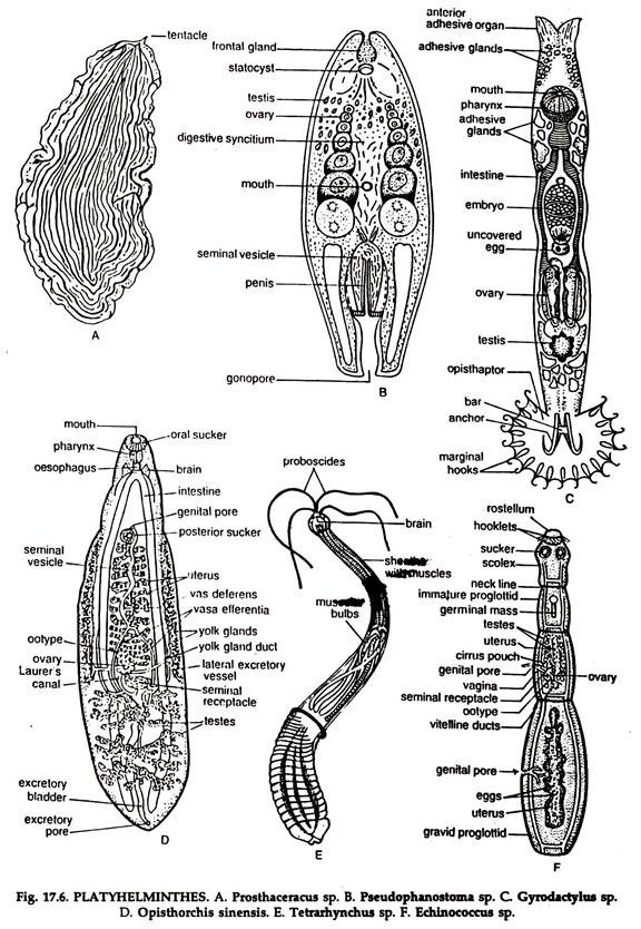 Subdivisions of the Kingdom Animalia | Zoology