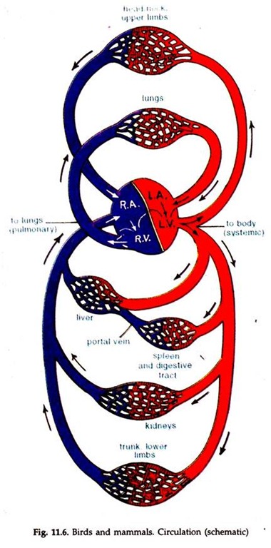 Diagram of the Circulatory System in Vertebrates | Zoology