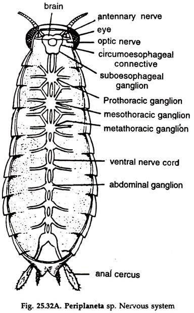 Essay on Cockroach: Digestive System and Respiratory System