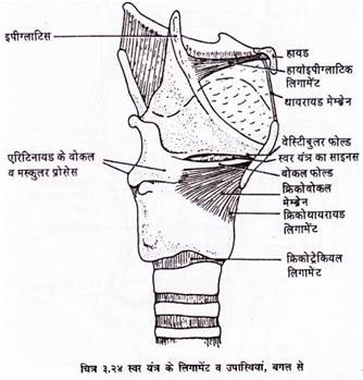 Respiratory System in Humans | Zoology | Hindi