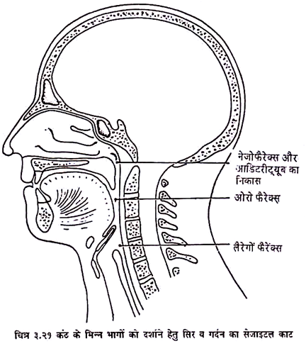 Respiratory System in Humans | Zoology | Hindi