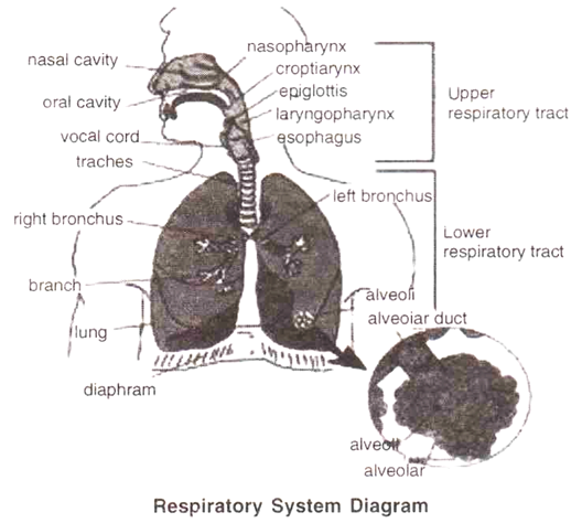 Diagram of Human Respiratory System | Zoology