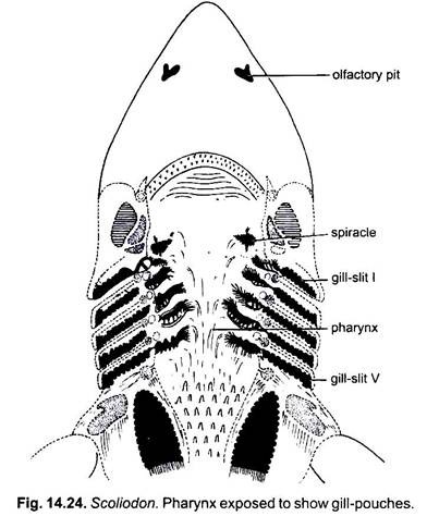 Respiratory System of Dogfish (Scoliodon): With Diagram | Chordata