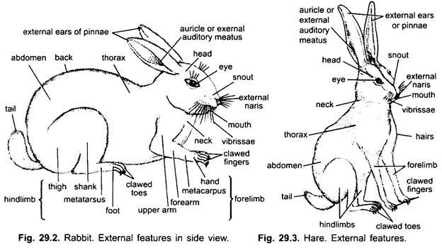 Rabbit Anatomy Chart