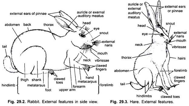 Rabbit Body Parts Chart