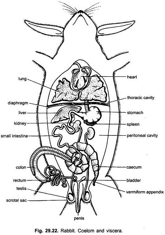 Rabbit Body Parts Chart