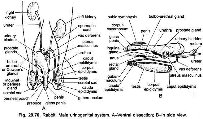 Rabbit Body Parts Chart