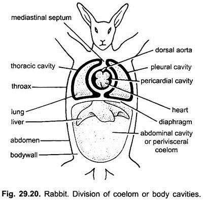Coelom and Viscera in Rabbit (With Diagram) | Chordata | Zoology
