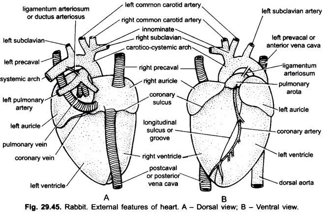 Rabbit Body Parts Chart