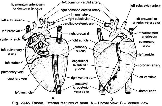 Rabbit Parts Chart