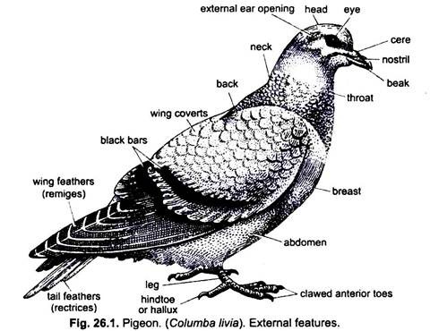 Bird Characteristics Chart