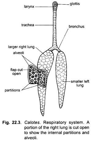 Respiratory System of Garden Lizard (With Diagram) | Chordata | Zoology