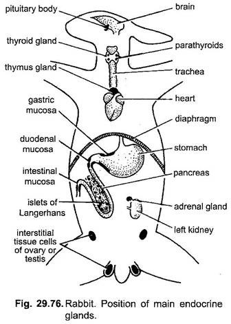 Endocrine System of Rabbit (With Diagram) | Chordata | Zoology