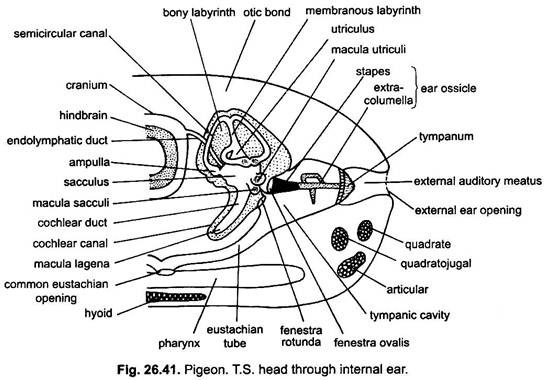 Sense Organs in Pigeons (With Diagram) | Vertebrates | Chordata | Zoology