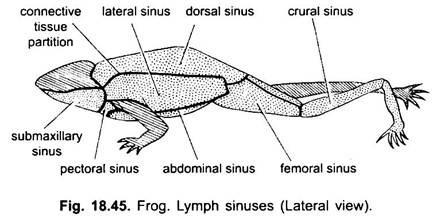 Lymphatic System of Frog (With Diagram) | Vertebrates | Chordata | Zoology
