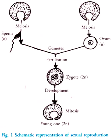 Reproduction Chart