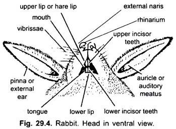 Rabbit Body Parts Chart