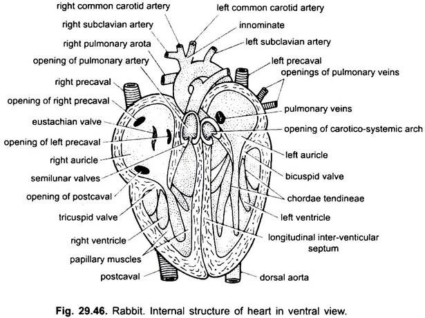 Rabbit Body Parts Chart