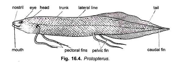 Lung Fish And Its Types  With Diagram