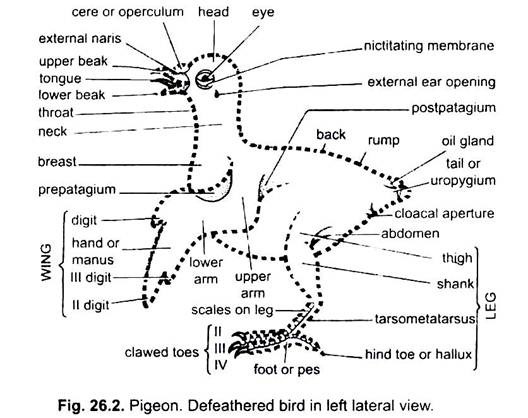 Bird Characteristics Chart