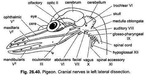 Nervous System of Pigeon (With Diagram) | Vertebrates | Chordata | Zoology
