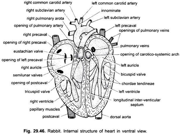 Blood Vascular System of Rabbit (With Diagram) | Chordata ...