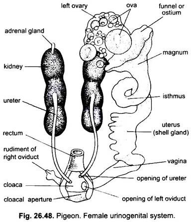 Urinogenital System of Pigeon (With Diagram) | Chordata | Zoology
