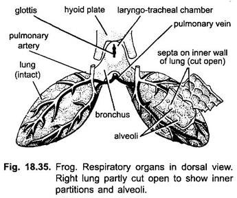 Respiratory System of Frog (With Diagram) | Vertebrates | Chordata