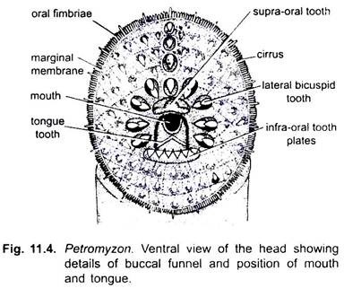 External Morphology of Lamprey (With Diagram) | Chordata | Zoology