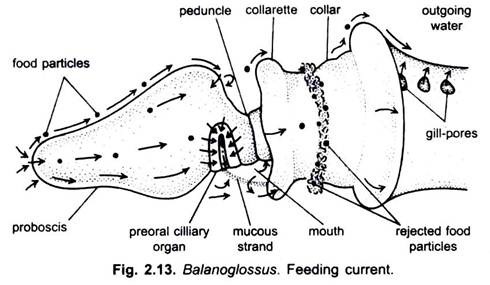 Digestive System of Balanoglossus (With Diagram) | Chordata | Zoology