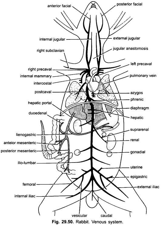 Rabbit Body Parts Chart