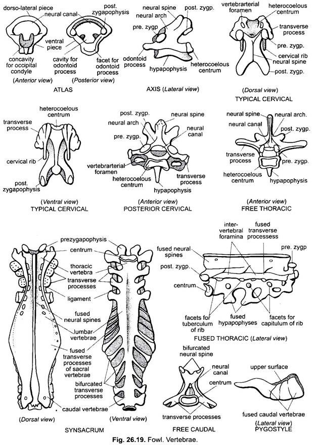 Endoskeleton of Fowl or Gallus (With Diagram) | Chordata | Zoology