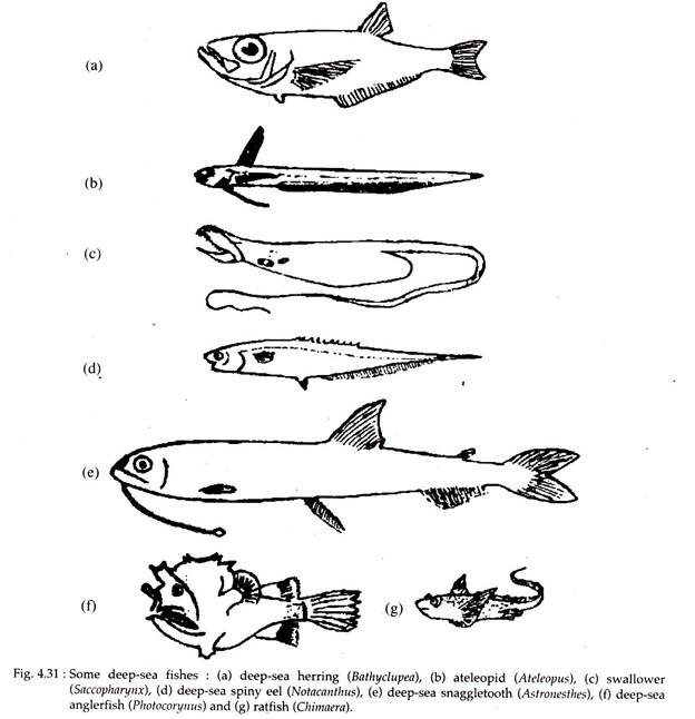 Deep Sea Adaptation: Characteristics and Adaptive Character Deep Sea Adaptation: Characteristics and Adaptive Character